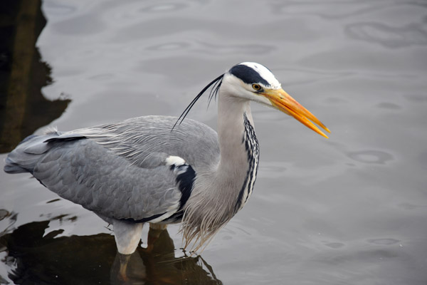Grey Heron, The Long Water, Kensington Gardens