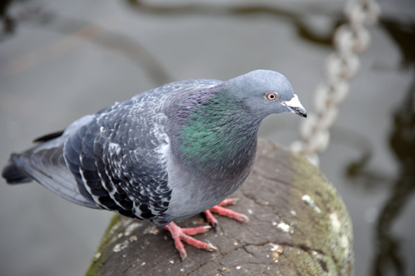 Pigeon, Kensington Gardens