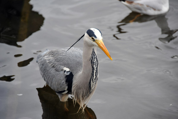 Grey Heron, The Long Water, Kensington Gardens