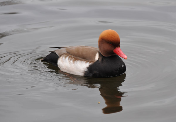 Pochard (Aythaya ferina), Long Water, Kensington Gardens