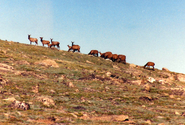 Herd of elk, Rocky Mountain National Park