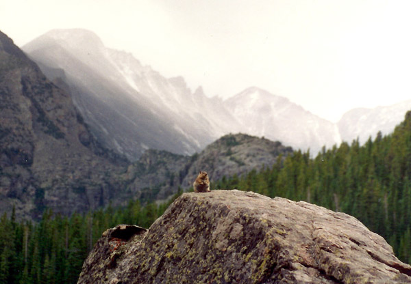 Marmot, Rocky Mountain National Park