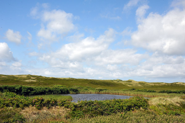 Wetlands among the dunes, Rantum, Sylt