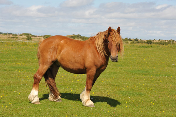 Draft horse grazing, Tinnum, Sylt