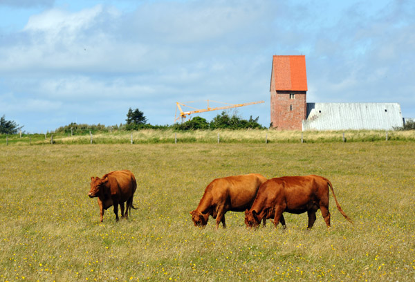 Cattle grazing in a field near the Severin Church, Keitum