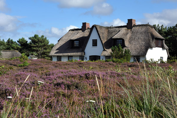 Thatched Friesenhaus with a meadow of heather, Munkmarsch