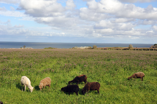Sheep grazing between Munkmarsch and Kampen