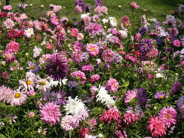 Flower garden at the Government House