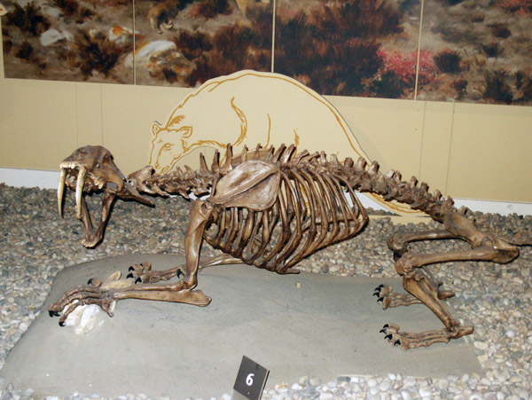 Royal Alberta Museum - Sabretooth Tiger