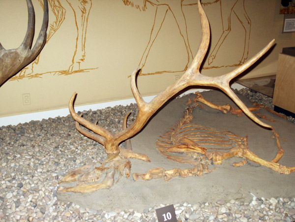 Royal Alberta Museum