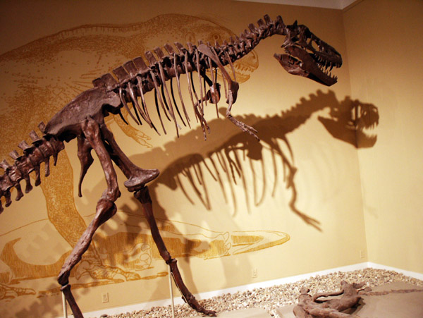 Royal Alberta Museum - Dinosaur Fossil