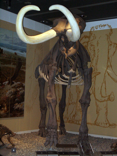Royal Alberta Museum - Palentology