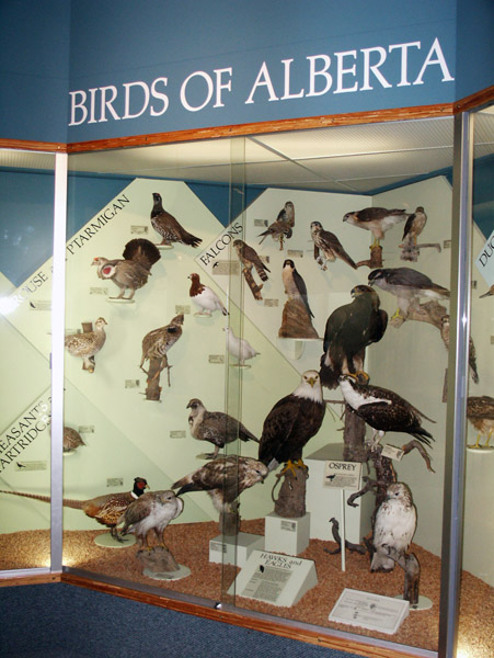 Birds of Alberta