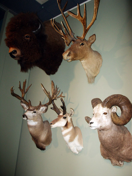 Alberta Wildlife