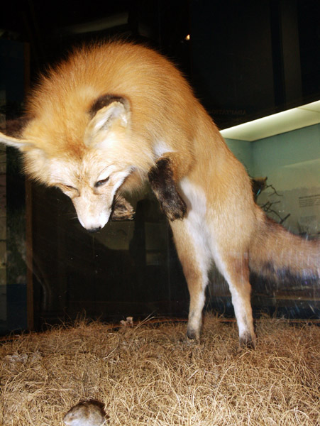 Royal Alberta Museum - Red Fox