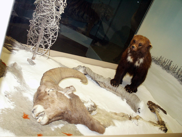 Royal Alberta Museum - Wolverine