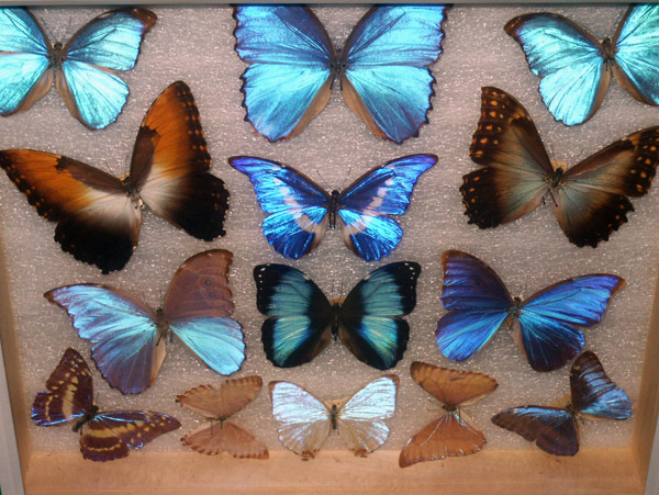 Royal Alberta Museum - Butterfiles