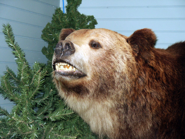 Royal Alberta Museum - Brown Bear