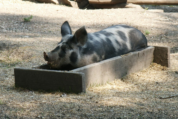Pig in a Trough