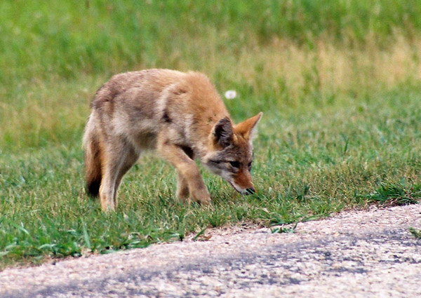 Coyote hunting, Elk Island National Park