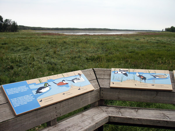 Birds of Elk Island National Park