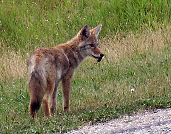 Coyote caught a mouse, Elk Island National Park