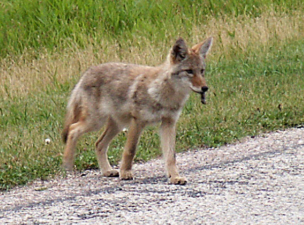 Coyote with Mouse, Elk Island National Park