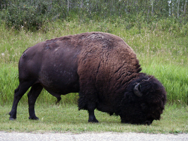 Bison, Elk Island National Park