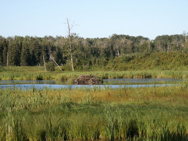 Beaver Pond, Elk Island National Park
