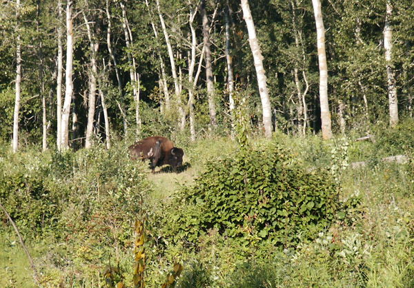 Bison in the forest, Elk Island