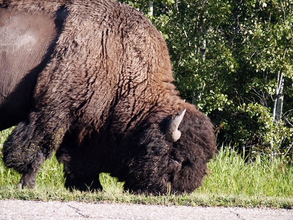 Bison, Elk Island National Park