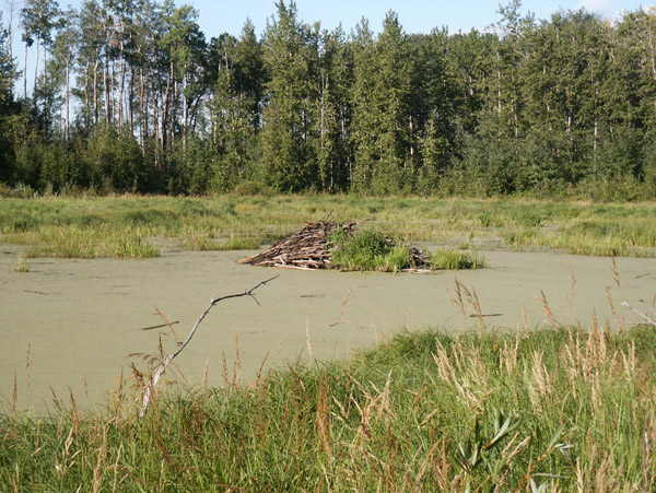 Beaver Pond, Elk Island National Park