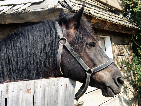 One of the Calgary Heritage Village's horses