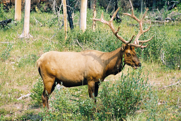 An elk grazes in Yoho National Park