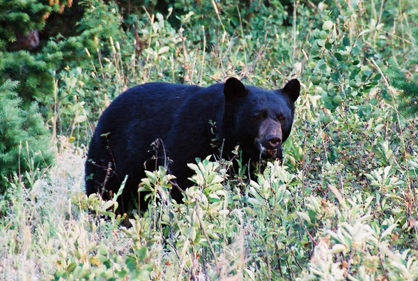 Black Bear, Waterton National Park