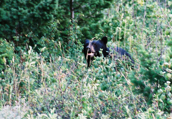 Another Black Bear, Waterton