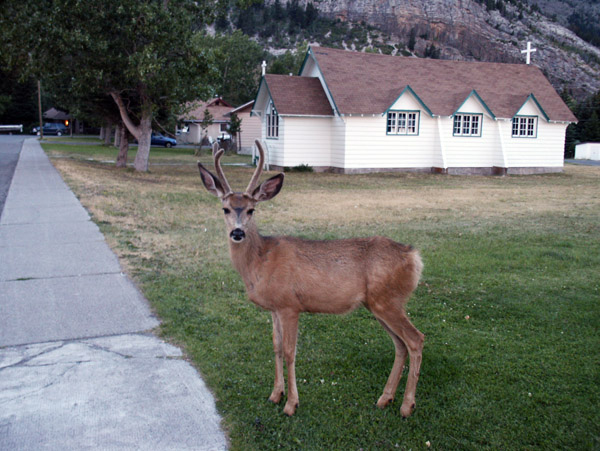 Deer, Waterton Village