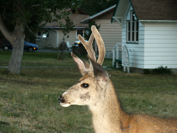 Deer, Waterton Village