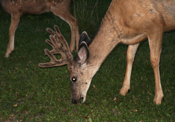 Deer, Waterton Village
