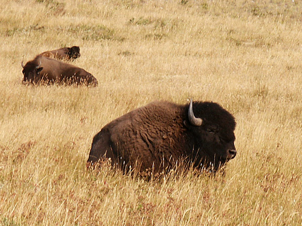 Bison, Waterton Lakes National Park