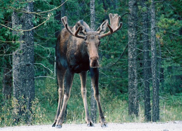 Moose, Spray Valley Provincial Park