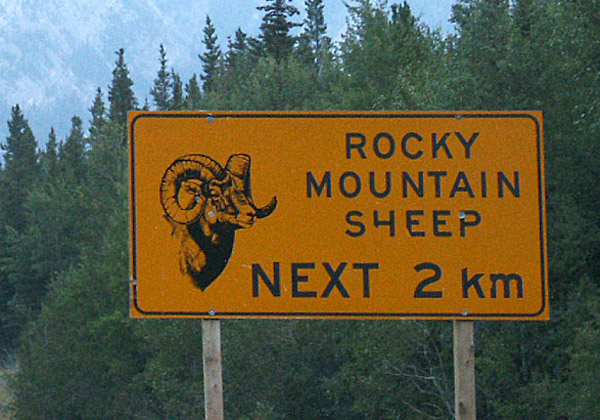 Rocky Mountain Sheep, Spray Valley Provincial Park