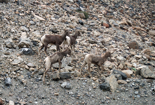 Bighorn Sheep