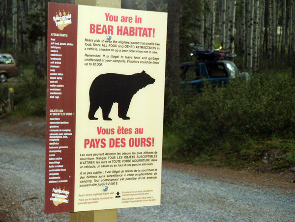 Bear Country - Jasper National Park