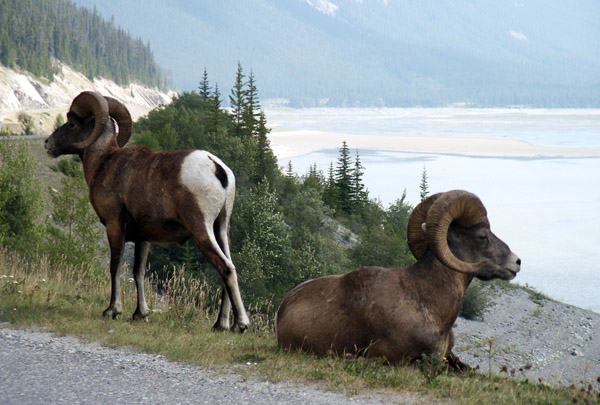 Bighorn sheep, Jasper National Park