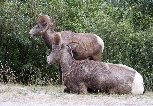 Bighorn sheep, Jasper National Park