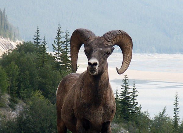 Bighorn sheep, Jasper National Park