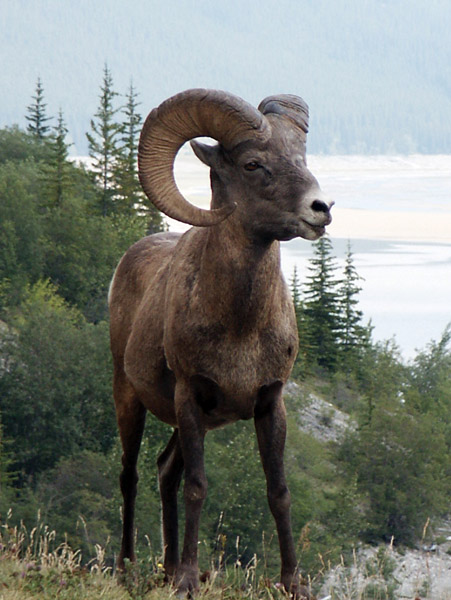 Bighorn sheep, Jasper National Park