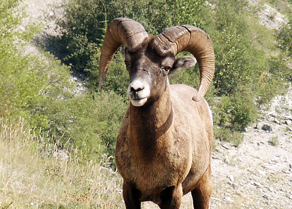 Bighorn sheep, Jasper National Park