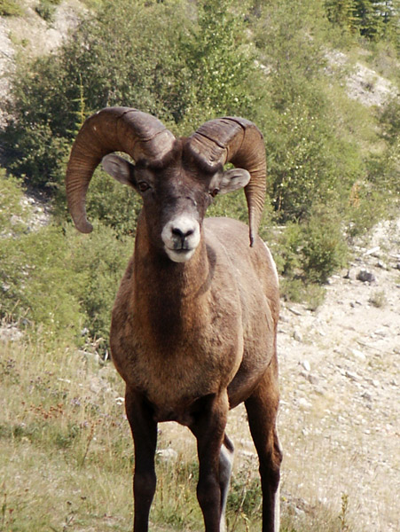 Bighorn sheep, Jasper National Park